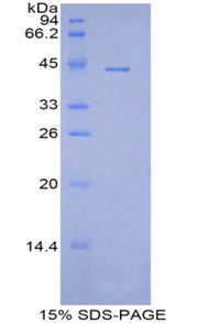 Figure 1. SDS-PAGE