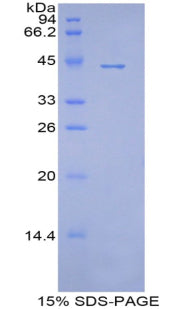 Figure 1. SDS-PAGE