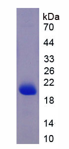Figure 1. SDS-PAGE