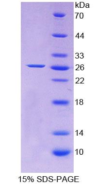 Figure 1. SDS-PAGE