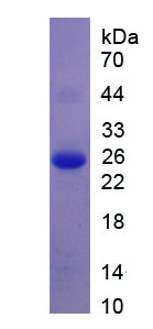 Figure 1. SDS-PAGE