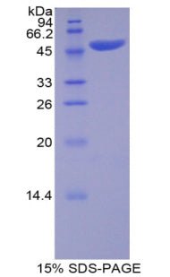 Figure 1. SDS-PAGE