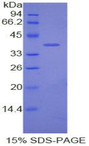 Figure 1. SDS-PAGE