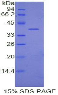 Figure 1. SDS-PAGE