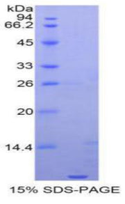 Figure 1. SDS-PAGE