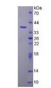Figure 3. SDS-PAGE