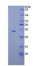 Figure 3. SDS-PAGE