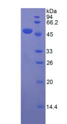 Figure 2. SDS-PAGE