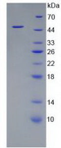 Figure 2. SDS-PAGE