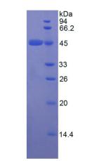 Figure 2. SDS-PAGE
