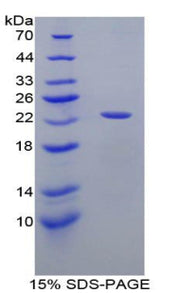 Figure 1. SDS-PAGE