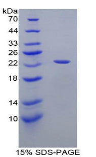 Figure 1. SDS-PAGE