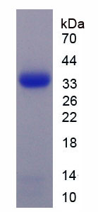 Figure 1. SDS-PAGE