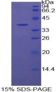 Figure 1. SDS-PAGE