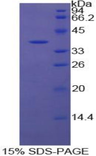 Figure 1. SDS-PAGE