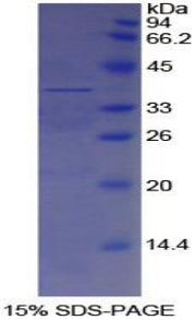 Figure 1. SDS-PAGE