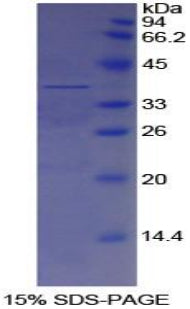Figure 1. SDS-PAGE