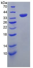 Figure 3. SDS-PAGE