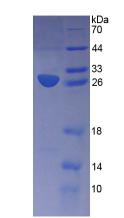 Figure 3. SDS-PAGE