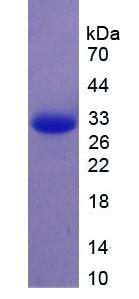 Figure 2. SDS-PAGE