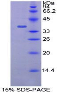 Figure 1. SDS-PAGE