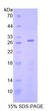 Figure 1. SDS-PAGE