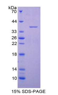 Figure 1. SDS-PAGE