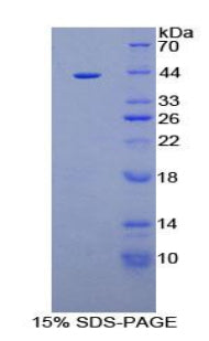 Figure 1. SDS-PAGE