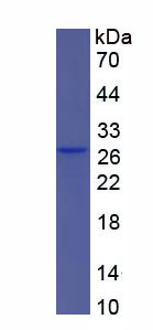 Figure 1. SDS-PAGE