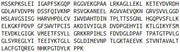 Recombinant Arginase (ARG), RPU40381