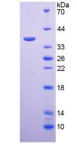 Figure 2. SDS-PAGE