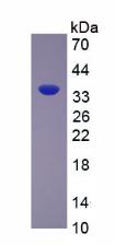 Figure 2. SDS-PAGE