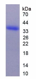 Figure 2. SDS-PAGE