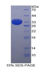 Figure 1. SDS-PAGE