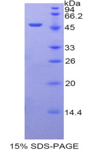 Figure 1. SDS-PAGE