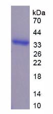 Figure 2. SDS-PAGE