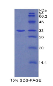 Figure 1. SDS-PAGE
