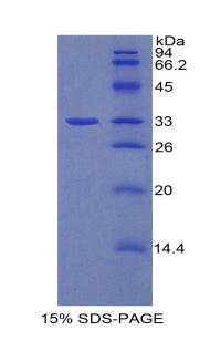Figure 1. SDS-PAGE