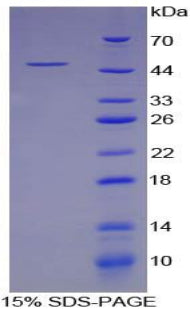 Figure 1. SDS-PAGE