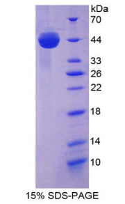 Figure 1. SDS-PAGE