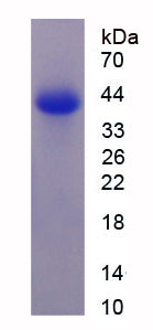 Figure 1. SDS-PAGE