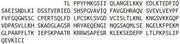 Recombinant Ataxin 1 (ATXN1), RPU40398