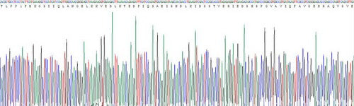 Recombinant Human Ataxin 1 (ATXN1)