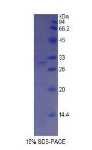 Figure 1. SDS-PAGE