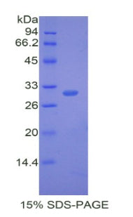 Figure 1. SDS-PAGE