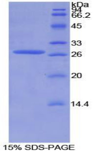 Figure 1. SDS-PAGE