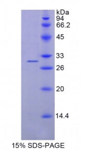 Figure 1. SDS-PAGE