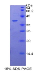 Figure 1. SDS-PAGE
