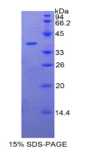 Figure 1. SDS-PAGE