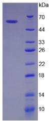 Figure 2. SDS-PAGE